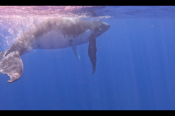 Private boat tour to swim with whales and sharks - A private boat changes the value