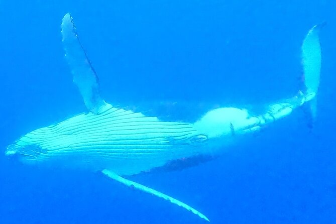 Private boat tour to swim with whales and sharks - Moorea meeting point and practical planning