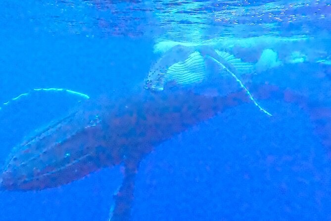 Private boat tour to swim with whales and sharks - What makes the wildlife rules worth respecting