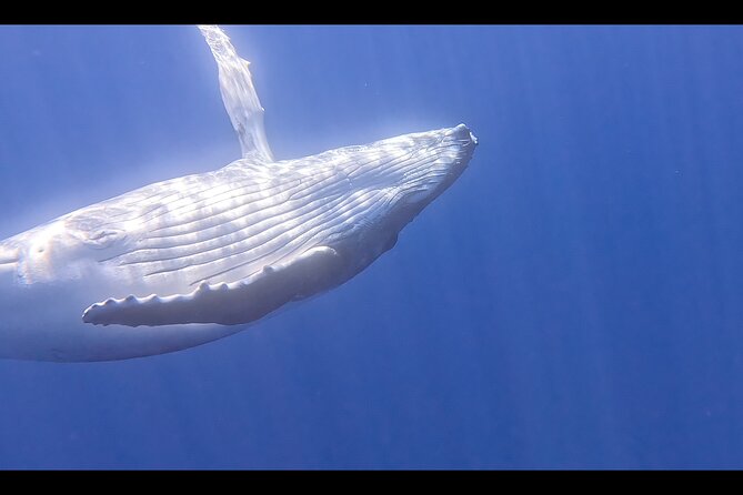 Private boat tour to swim with whales and sharks - The possible in-water encounter