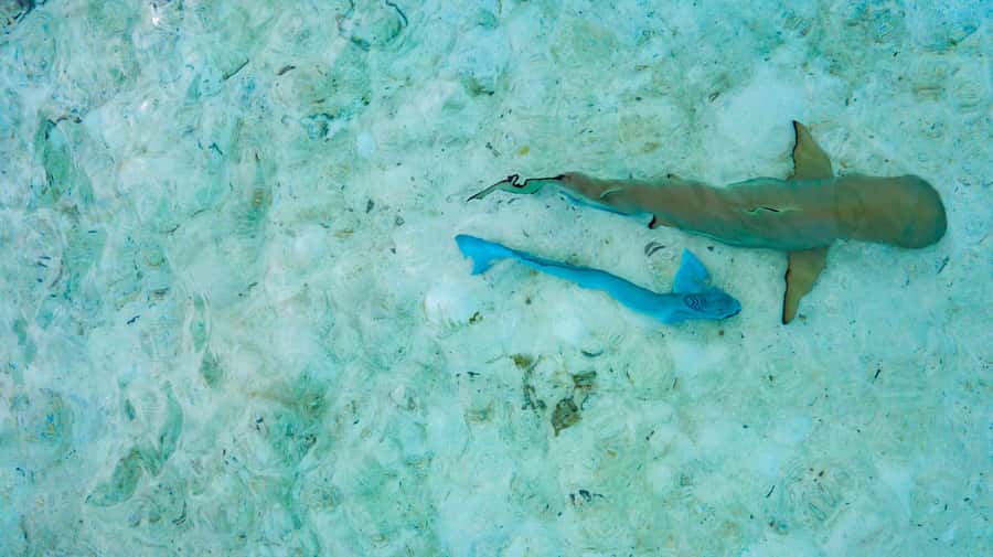 Private Bora Bora Lagoon Snorkel Cruise with BBQ Picnic - Coral gardens reward slow snorkeling