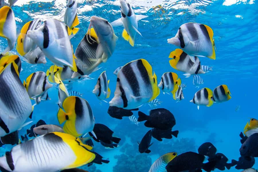 Private Bora Bora Lagoon Snorkel Cruise with BBQ Picnic - Is $1,605 per person good value?