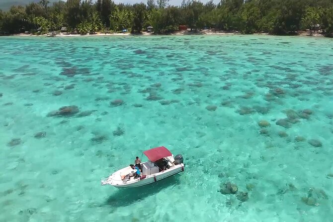 Private Bora Bora Lagoon & Water Lunch Experience - Snorkeling for rays, sharks, and coral gardens