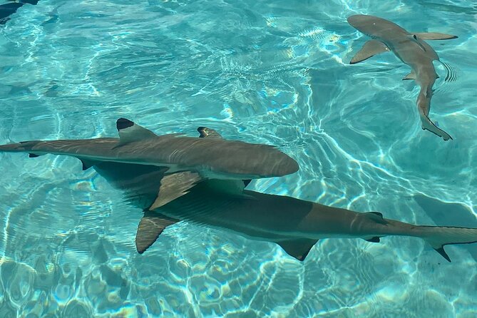 Private Day Trip Hike and Boat in Moorea - What the private format changes
