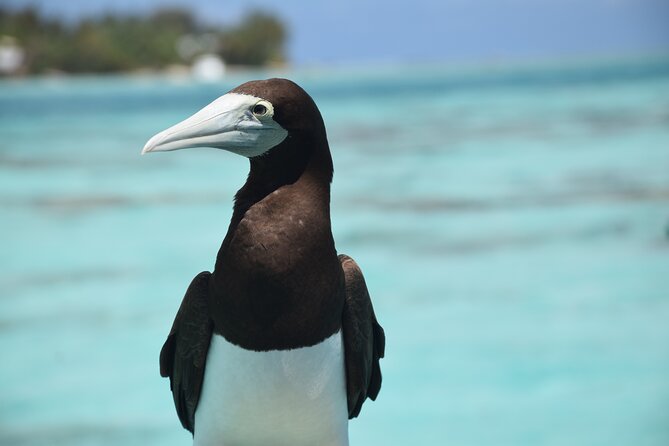Private Day Trip Hike and Boat in Moorea - Price, weather, and cancellation details
