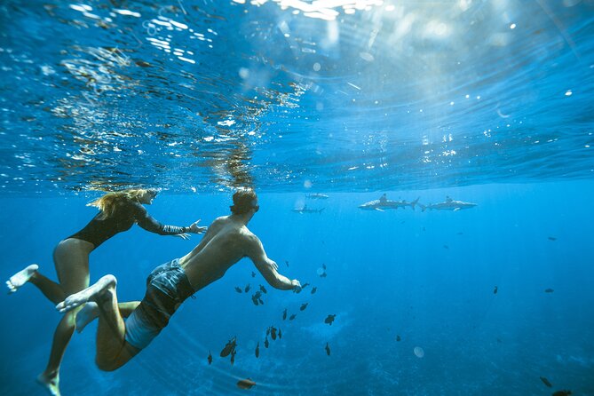 Private Discovery of the Marine Fauna of Moorea - Swimming beyond the outer reef