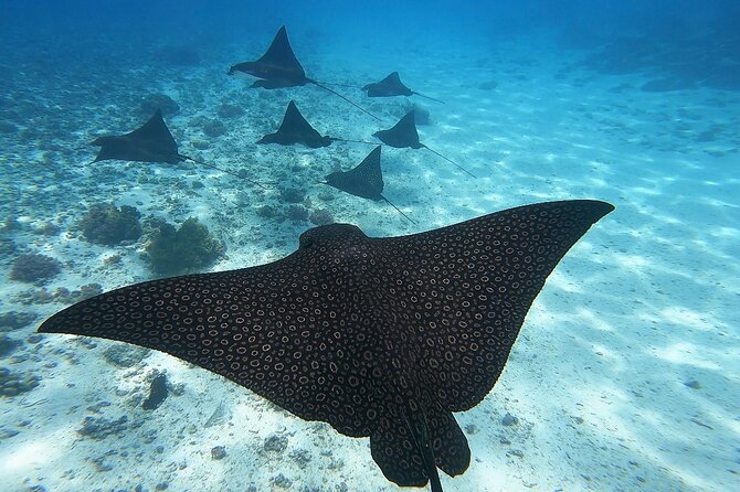 Private Discovery of the Marine Fauna of Moorea - What Johnny and Teddy add to the day