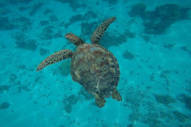 Private Discovery of the Marine Fauna of Moorea - Starting at the stingray and shark sandbar
