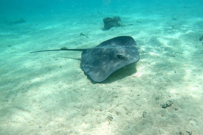 Private Excursion with E-Board in Moorea with snorkeling - Why Moorea’s lagoon suits an electric board
