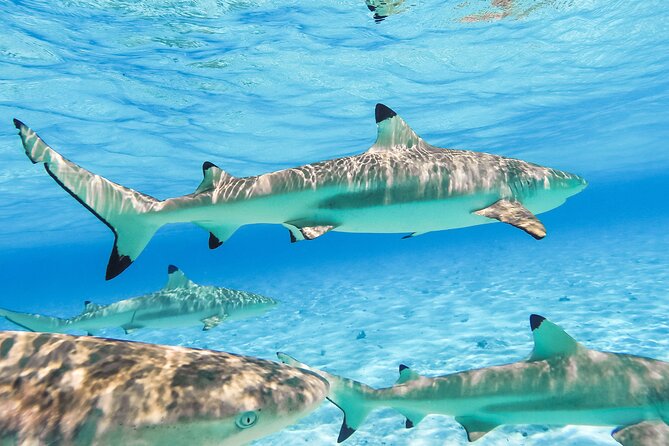 Private Full-Day Lagoon Adventure in Bora Bora with BBQ Lunch - Guides Who Shape the Day