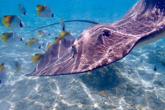 Private Full Day Lagoon Safari and Lunch on a Motu in Bora Bora - Is the $1,679.85 Price Good Value?