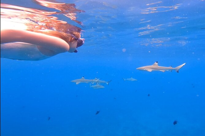 Private Full Day Lagoon Safari and Lunch on a Motu in Bora Bora - Weather, Timing, and Cancellation Rules