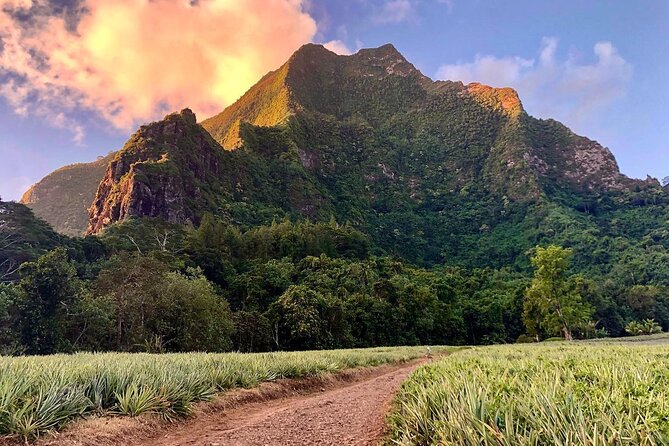 Private Half-Day Hike in the Opunohu Valley in Moorea - Starting among pineapple fields