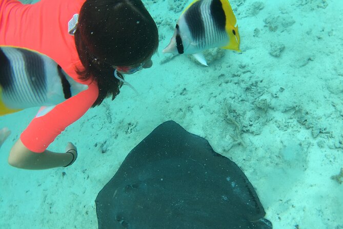 PRIVATE HALF DAY LAGOON TOUR - Bora Bora Cultural Lagoon Tour - Stop two: coral gardens and hundreds of fish