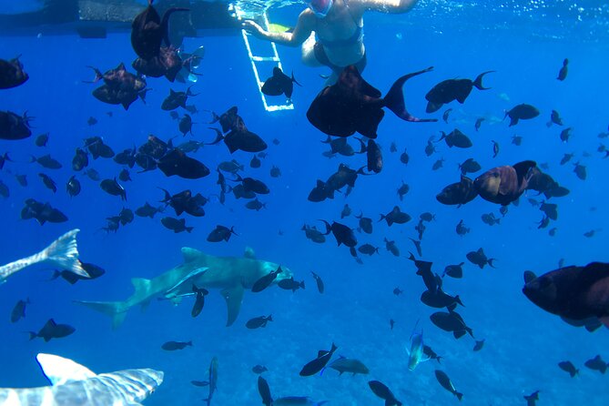 PRIVATE HALF DAY LAGOON TOUR - Bora Bora Cultural Lagoon Tour - Stop three: black tip and lemon sharks