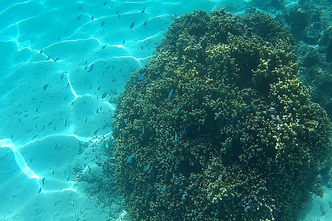 Private Half Day Sailing Excursion on the Lagoon of Tahiti - Second Stop: Shallow Water, Fruit, and Punch