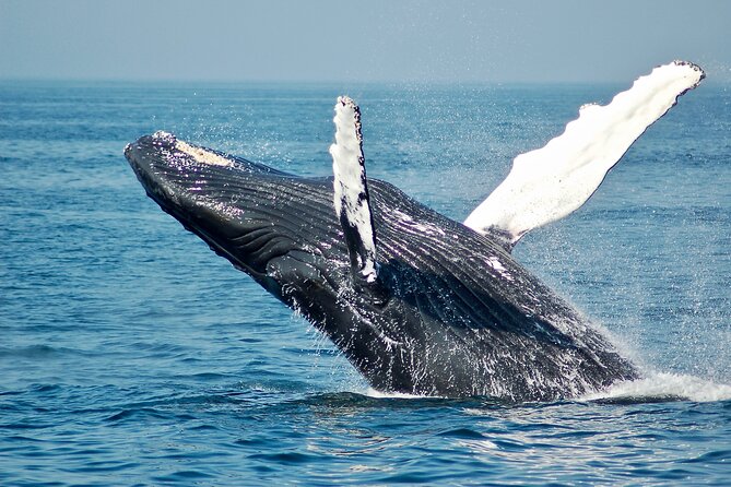 Private Half Day Whale Watching Tour - What the four-hour outing may feel like