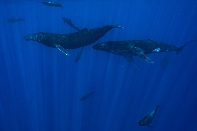 Private Half Day Whale Watching Tour - Who will like this tour most?