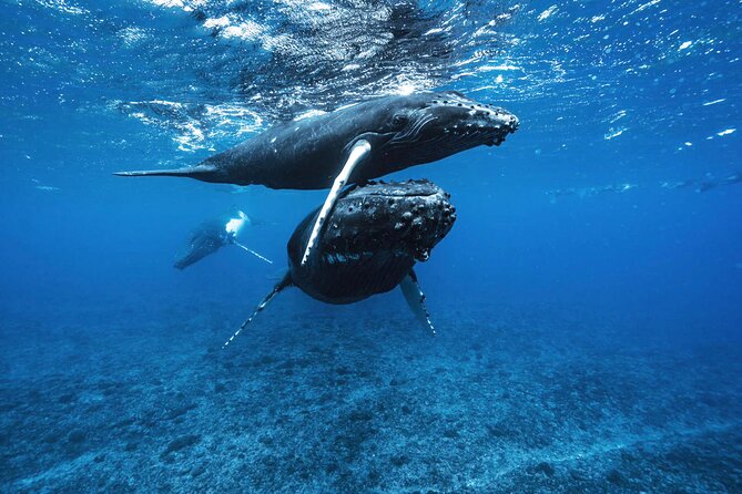 Private Half Day Whale Watching Tour - August through November is the key window