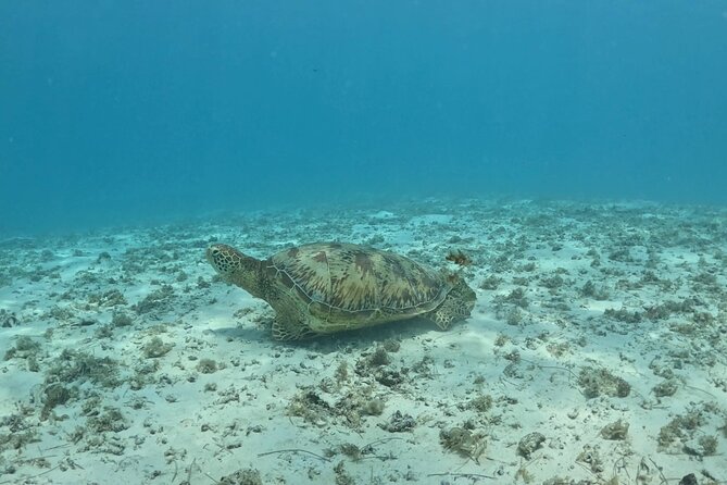 Private Lagoon Exploration and Snorkeling in Moorea - Snorkeling Equipment, Snacks, and What to Bring