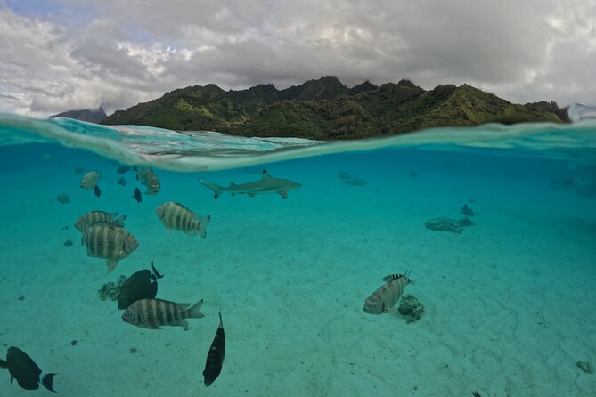 Private Lagoon Exploration and Snorkeling in Moorea - The Wildlife Rules Are Part of the Value
