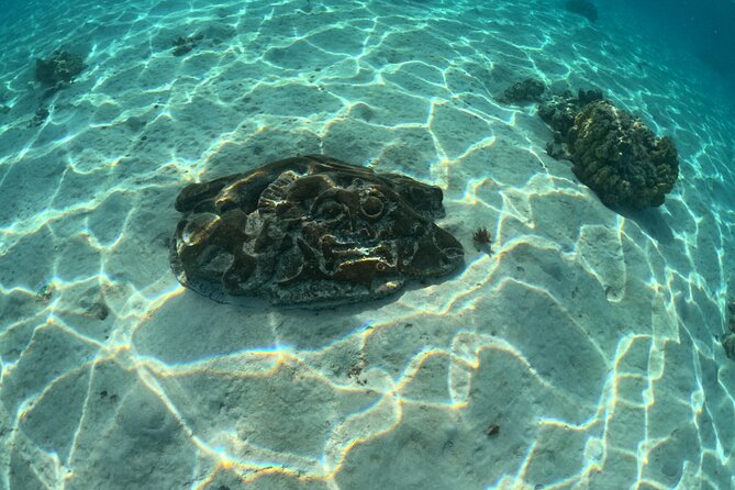 Private Lagoon Exploration and Snorkeling in Moorea - Price, Cancellation, and Planning the Day