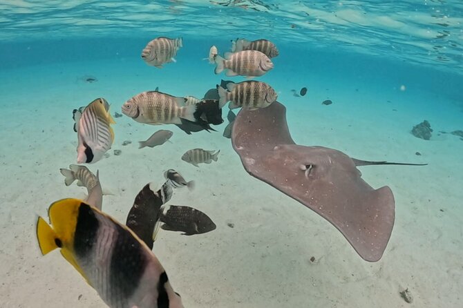 Private Lagoon Exploration and Snorkeling in Moorea - Why a Private Group Changes the Experience