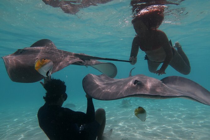 Private lagoon tour (rays, sharks, turtles) by boat in Moorea - Key points at a glance