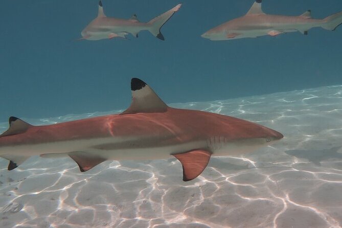 Private lagoon tour (rays, sharks, turtles) by boat in Moorea - Papetoai, submerged tikis, and the ray-shark sandbank