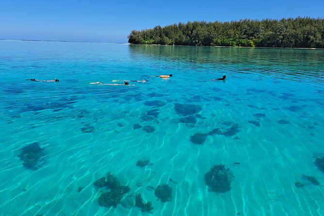 Private Marine Excursion and snorkeling in the lagoon of Moorea - A private way to see Moorea’s lagoon