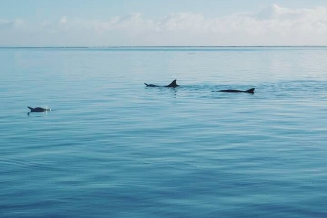 Private Marine Excursion and snorkeling in the lagoon of Moorea - What $1,099.09 means for your group