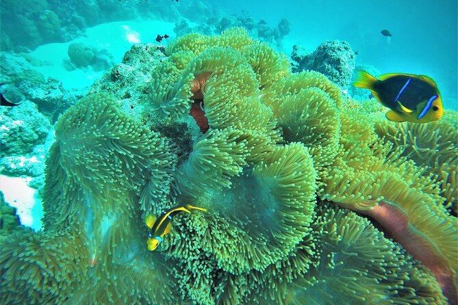 Private Reef Discovery Luxury Dream Day Tour in Bora Bora - Who will enjoy this experience most