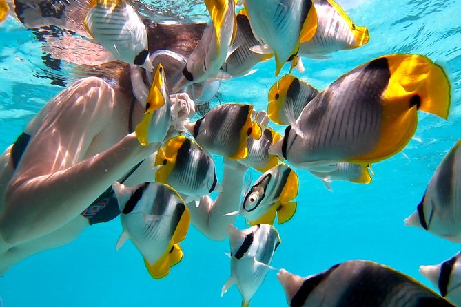 PRIVATE Sunset Tour: Moorea Snorkeling on a Catamaran named Taboo - A sunset that earns its place