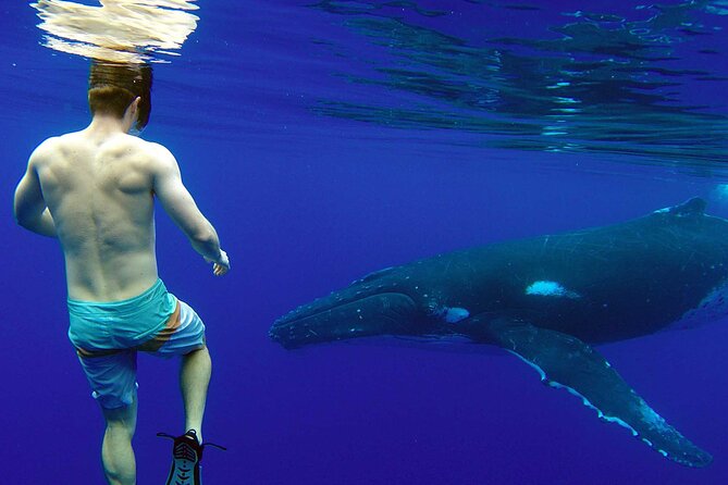 Private Tour: Bora Bora Whale Watching & Swimming Experience - Why the Private Boat Changes the Experience