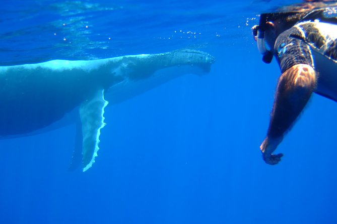Private Tour: Bora Bora Whale Watching & Swimming Experience - What a Strong Whale Sighting Could Look Like