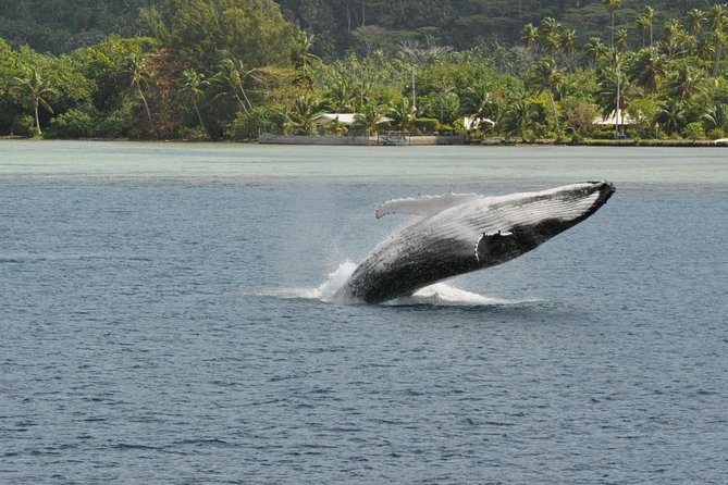 Private Tour: Bora Bora Whale Watching & Swimming Experience - The Human Side: Malaki and the Local Guide