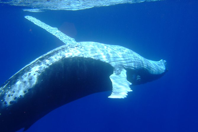 Private Tour: Bora Bora Whale Watching & Swimming Experience - Who Will Enjoy This Best?