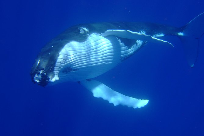 Private Tour: Bora Bora Whale Watching & Swimming Experience - A Three-Hour Plan Built Around Wildlife