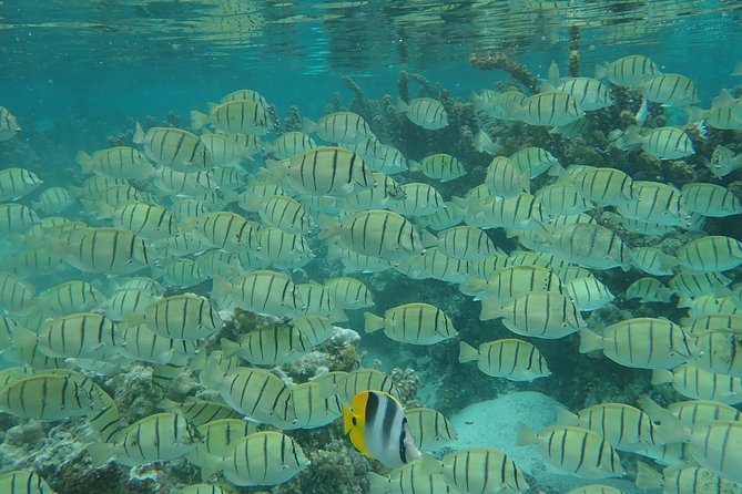 Private tour from Raiatea - 1/2 day excursion to Tahaa or other - Snorkeling at the coral garden