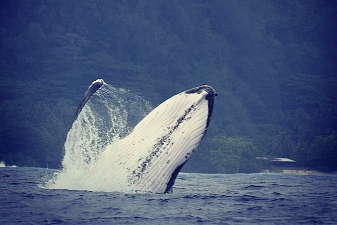 Private tour observing and swimming with humpback whales in Moorea - Key points to know before you book