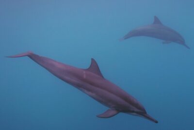 Private tour observing and swimming with humpback whales in Moorea