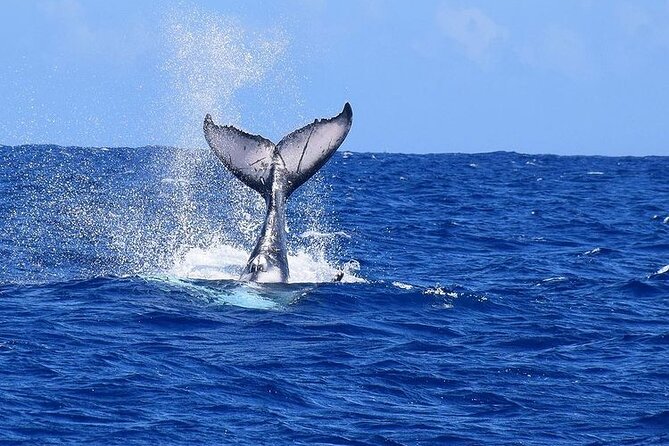 Private tour observing and swimming with humpback whales in Moorea - Trying the subwing board