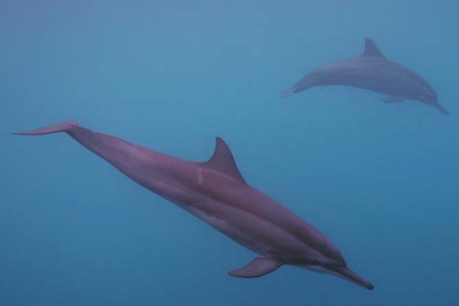 Private tour observing and swimming with humpback whales in Moorea - The whale search from July through November