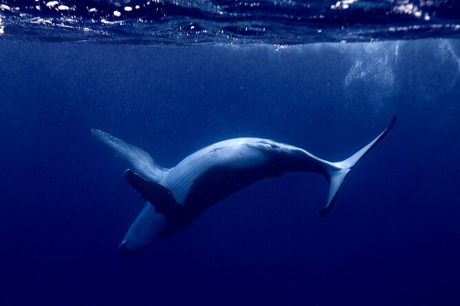 Private tour whale watching and snorkeling in Moorea - Why this Moorea whale trip feels different