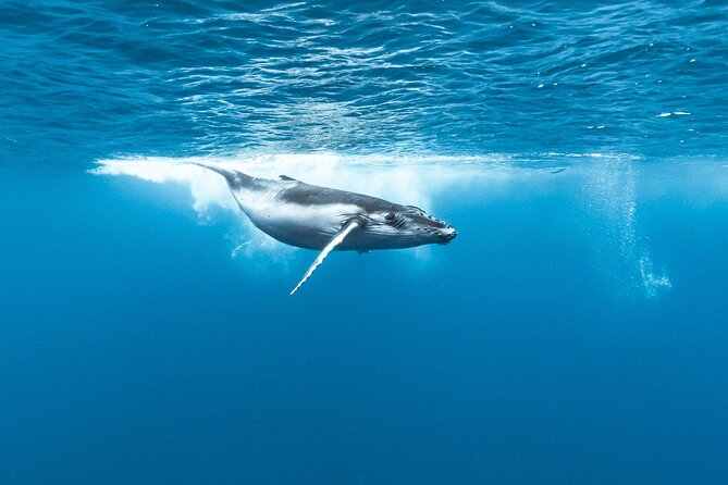 Private tour whale watching and snorkeling in Moorea - Snorkeling with whales, only when conditions allow