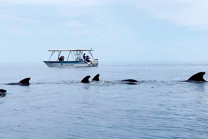 Private tour whale watching and snorkeling in Moorea - A private boat for up to six people