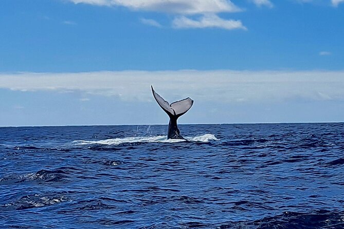 Private tour whale watching and snorkeling in Moorea - Weather, cancellations, and the best booking window