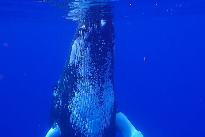Private Tour Whale Watching Half Day Tour - Moorea Marina is the starting point