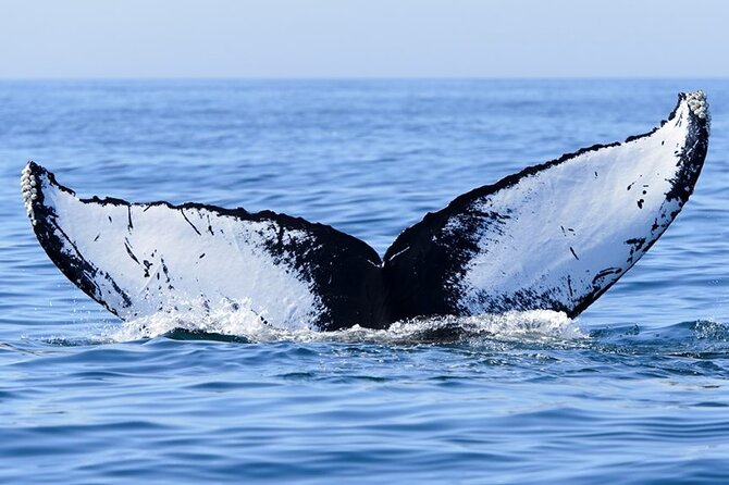 Private Tour Whale Watching Half Day Tour - The naturalist guide adds meaning to the sightings