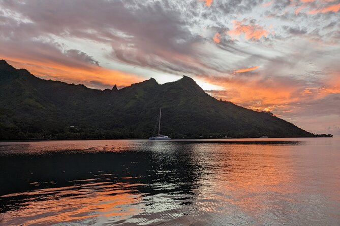 Private Tour Whale Watching Half Day Tour - Swimming is optional, but ocean comfort is not